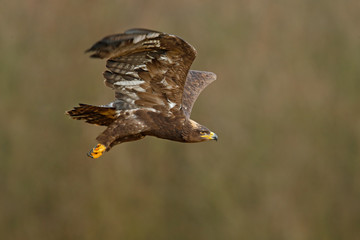 Flying dark brawn bird of prey Steppe Eagle, Aquila nipalensis, with large wingspan, clear background, Czech republic, Central Europe