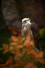 Bird of prey Lanner Falcon with snowflake with orange branch in the autumn forest