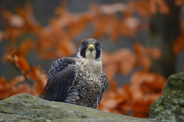 Peregrine Falcon, bird of prey sitting on the stone with orange autumn forest in background