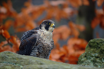 Bird of prey Peregrine Falcon sitting on the stone with orange autumn forest in background