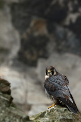 Bird of prey Peregrine Falcon sitting on the stone in the rock