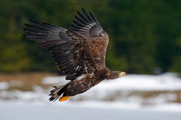 White-tailed eagle, Haliaeetus albicilla, flying bird of prey, snow in the forest habitat, starting from the ice