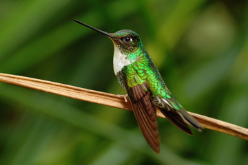 Fototapeta premium Collared Inca, Coeligena torquata, hummingbird from Mindo forest, bird of Ecuador