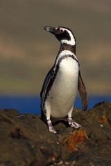 Magellanic penguin, Spheniscus magellanicus, bird on the rock beach, ocean wave in the background, Falkland Islands