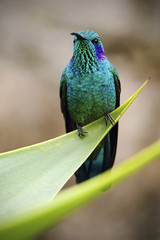 Hummingbird Green Violet-ear, Colibri thalassinus, Savegre, Costa Rica