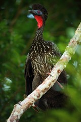 Crested Guan, Penelope purpurascens, Tikal, El PetA?Â©n, Guatemala