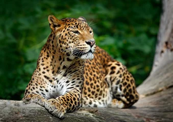 Tuinposter Luipaard Sri Lankaanse luipaard, Panthera pardus kotiya, Grote bevlekte kat die op de boom in de aardhabitat ligt, het nationale park van Yala, Sri Lanka