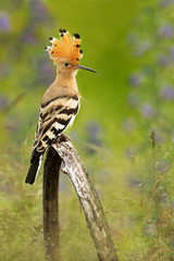 Nice bird with crest Hoopoe, Upupa epops, sitting in violet flower