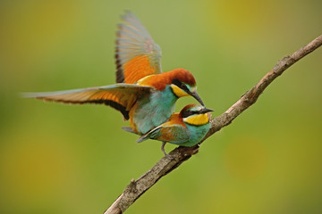 European Bee-eaters mating on the branch with clesr green and yellow background, Slovakia