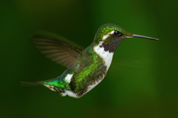 Fototapeta na wymiar White-bellied Woodstar, Chaetocercus mulsant, hummingbird with clear green background, bird from Tandayapa, Ecuador