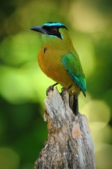 Nice big bird Blue-crowned Motmot, Momotus momota, wild nature, Belize