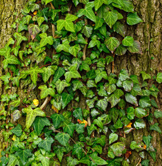 Beautiful green ivy climbing up the huge tree trunk, art nature background
