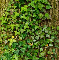 Store enrouleur Arbres Beau lierre vert grimpant sur le tronc d& 39 arbre énorme, fond de nature d& 39 art