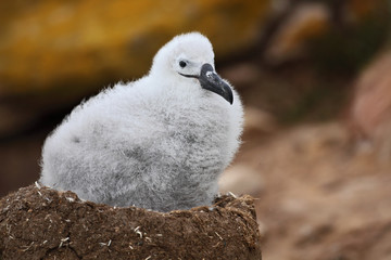 Cute baby of Black-browed albatross, Thalassarche melanophris, sitting on clay nest on the Falkland Islands