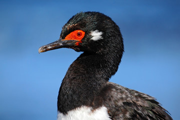 Rock Shag, Phalacrocorax magellanicus, black and white cormorant, detail portrait, Falkland Islands 