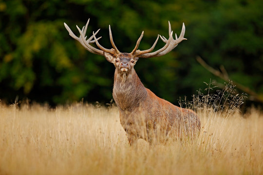 Red deer stag, bellow majestic powerful adult animal outside autumn forest, France