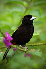 Scarlet-rumped Tanager, Ramphocelus passerinii, exotic black bird in the nature habitat, Costa Rica, with violet flower