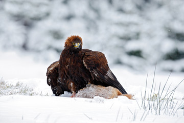 Golden Eagle with catch hare in snowy winter, snow in the forest habitat