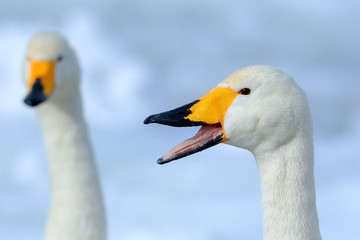 Whooper Swan, Cygnus cygnus, bird portrait with open bill, Lake Kusharo, other blurred swan in the background, winter scene with snow, Japan