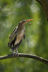 Little Bittern, Ixobrychus minutus, sitting on the branch with bee