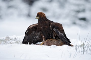 Fototapeta premium Bird of prey Golden Eagle with kill hare in winter with snow