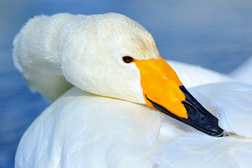 Naklejka premium Whooper Swan, Cygnus cygnus, detail bill portrait of bird with black and yellow beak, Hokkaido, Japan