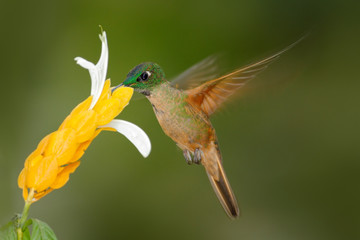 Fawn-breasted Brilliant, Heliodoxa rubinoides, sucking sweet nectar from white and yellow flower, Tandayapa, Ecuador