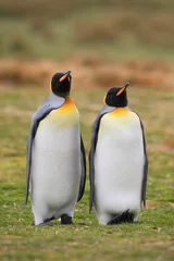 Plexiglas foto achterwand King penguin pair in wild nature with green grass background © ondrejprosicky