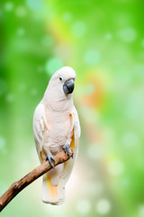 Obraz premium White cacatua on green background