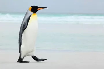 Zelfklevend Fotobehang Grote koningspinguïn die naar blauw water gaat, Atlantische oceaan in Falkland Island, kustzeevogel in de natuurhabitat © ondrejprosicky