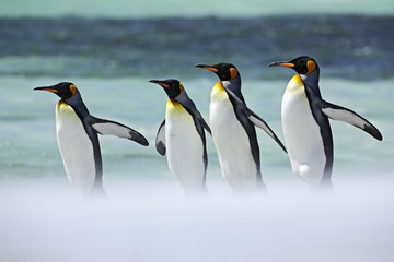 Group of four King penguins, Aptenodytes patagonicus, going from white snow to sea, Falkland Islands
