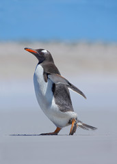 Gentoo penguin running out of the water ocean to white sand beach while in Falkland Islands