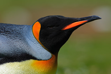 Detail portrait of king penguin in Antartica