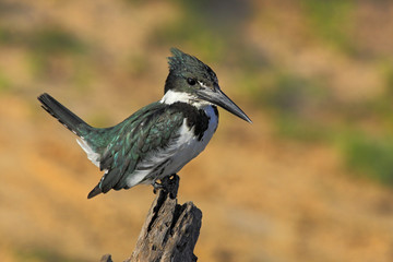 Fototapeta premium Green and white bird Amazon Kingfisher, Chloroceryle amazona, sitting on the branch, Baranco Alto, Pantanal, Brazil