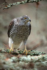 Birds of prey Goshawk sitting on the branch in the forest