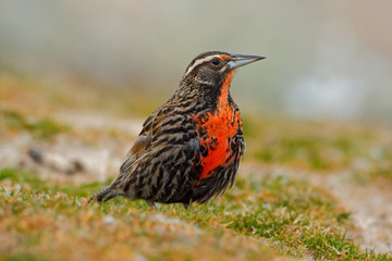 Long-tailed Meadowlark, Sturnella loyca falklandica, Saunders Island, Falkland Islands