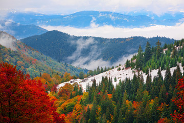 Autumn beech-fir forest on the slopes of the Carpathian Mountains in the fog