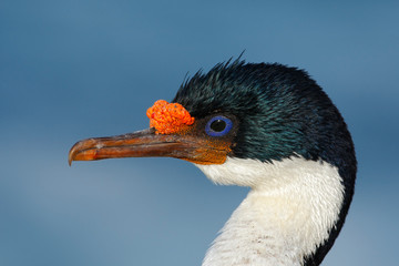 Detail portrait of Imperial Shag, Phalacrocorax atriceps, black and white cormorant with blue eyea from Falkland Islands
