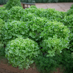 fresh green lettuce