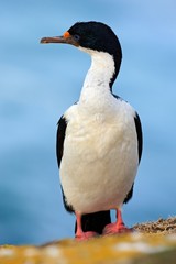 Imperial Shag, Phalacrocorax atriceps, walking on the yellow lichen rock, dark blue sea in background, detail portrait of bird in the nature sea habitat, Falkland Islands