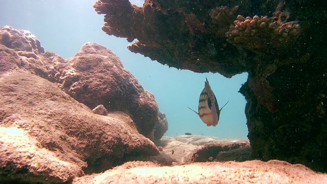checkered snapper (Lutjanus decussatus) standing under a coral, Indian Ocean, Hikkaduwa, Sri Lanka, South Asia
