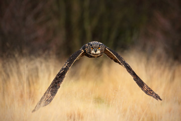 Eurasian Eagle Owl, Bubo bubo, flying bird with open wings in grass meadow, forest in the background