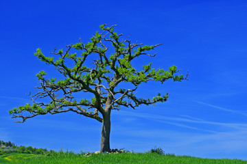 Fototapeta na wymiar Solitary tree with dark blue sky, Tuscany, Italy