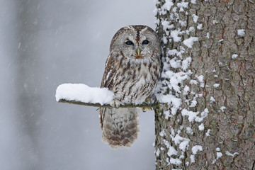 Fototapeta premium Tawny Owl snow covered in snowfall during winter, tree trunk with snow