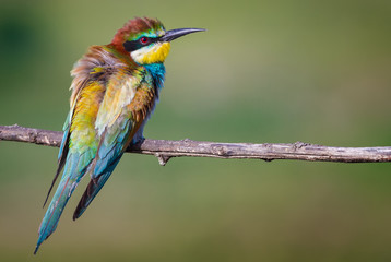The Bee-eater sunbathe
