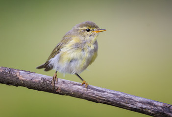 Chiffchaff
