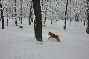 Dogs playing in the snow