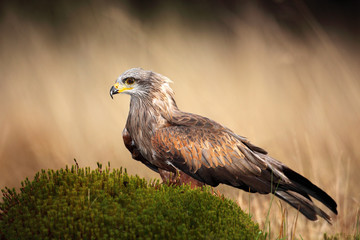 Fototapeta premium Brown bird of prey black kite, Milvus migrans, on moss hillock in march
