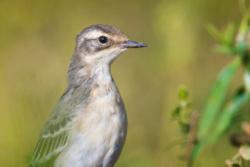 The Portrait of young Wagtail