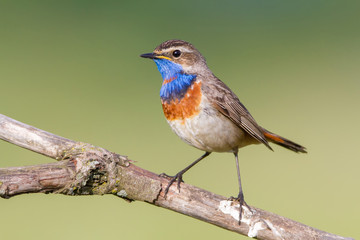 The Bluethroat on the Perch